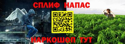 сатива Гай